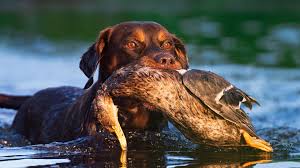 Hundeausbildung